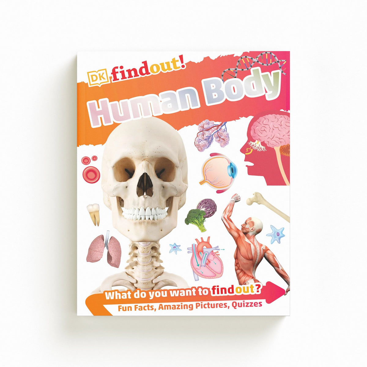 DKfindout! Human Body by DK; 9780241285077