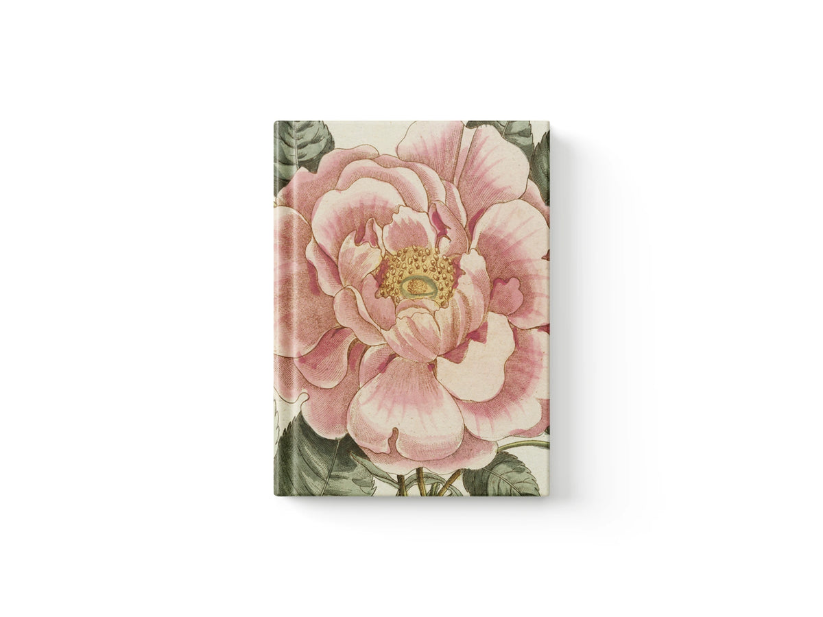 John Derian Picture Book II