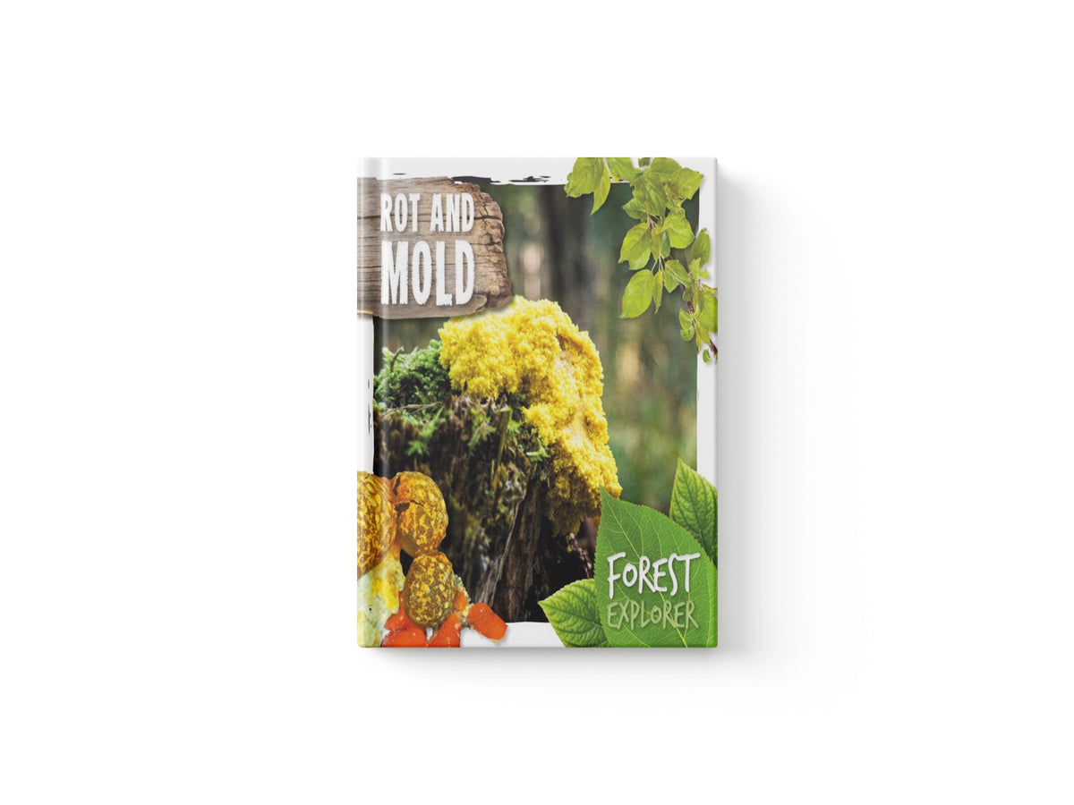 Rot & Mould