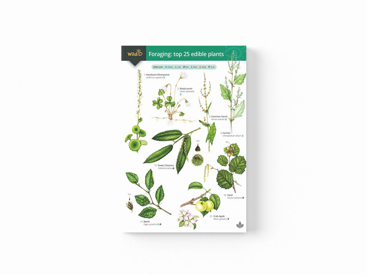 Guide to Foraging: Top 25 Edible Plants by Clare Cremona; 9781908819253